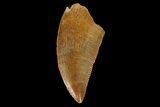 Serrated, Raptor Tooth - Real Dinosaur Tooth #152456-1